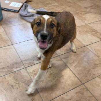 Shepherd and Mixed Breed Dogs Available for Adoption in Tuscaloosa, Alabama - Loki | PetCurious