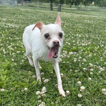 Hayley -  Chihuahua and Terrier Dog for Adoption in Marshalltown, Iowa - Hayley | PetCurious