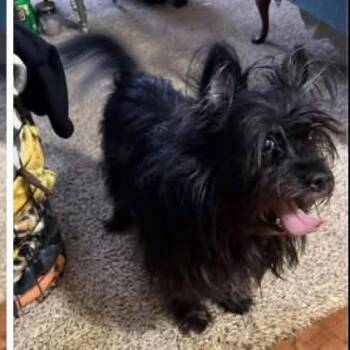 Cairn Terrier and Yorkshire Terrier Dogs Available for Adoption in Hartland, Wisconsin - Bonnie-Foster Home Needed | PetCurious