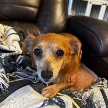 Laurel -  Chihuahua Dog for Adoption in Wilkesboro, North Carolina - Laurel | PetCurious
