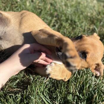 Rusty * -  Labrador Retriever and Mixed Breed Dog for Adoption in Ferndale, Michigan - Rusty * | PetCurious