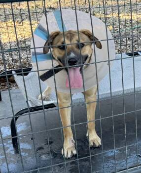 Rescue Shepherd Dogs for Adoption in Kerrville, Texas - #899.25 - Shepherd Mix | PetCurious