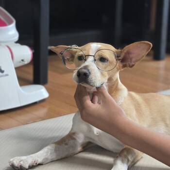 LILY" -  Jindo and Corgi Dog for Adoption in Springfield, Virginia - LILY" | PetCurious