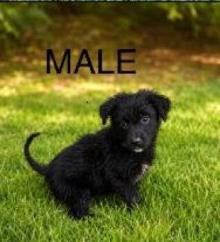 Aubrey -  Terrier and Shepherd Dog for Adoption - Aubrey | PetCurious