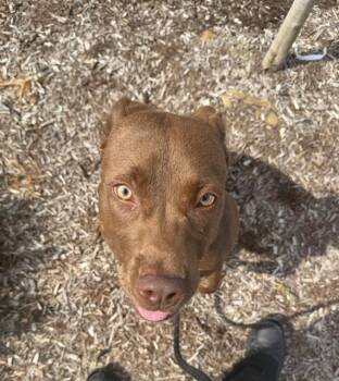 MEERKAT -  Pit Bull Terrier and Labrador Retriever Dog for Adoption in Indianapolis, Indiana - MEERKAT | PetCurious