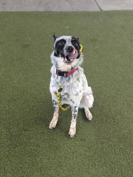*Bernardo* -  Australian Cattle Dog Blue Heeler Dog for Adoption in Salt Lake City, Utah - *Bernardo* | PetCurious