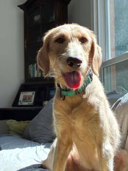 Ivy -  Labrador Retriever and Standard Poodle Dog for Adoption in Arlington, Virginia - Ivy | PetCurious