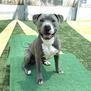 Sonny -  Pit Bull Terrier Dog for Adoption in Pasadena, California - Sonny | PetCurious