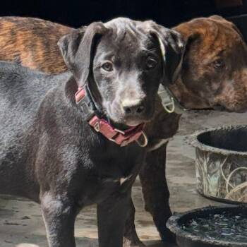 Ashley -  Mixed Breed Dog for Adoption in Nantucket, Massachusetts - Ashley | PetCurious