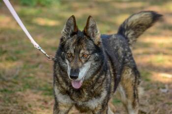 Shepherd and Husky Dogs Available for Adoption - Maddie | PetCurious