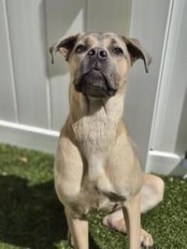 Sable -  Mixed Breed Dog for Adoption in Savannah, Georgia - Sable | PetCurious