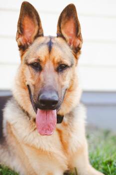 Rescue German Shepherd Dog and Beauceron Dogs for Adoption in West Richland, Washington - Wilson | PetCurious