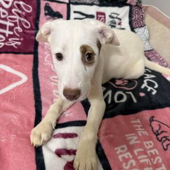 Anna -  American Staffordshire Terrier Dog for Adoption in Park Forest, Illinois - Anna | PetCurious
