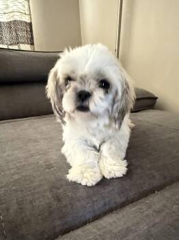 Amy Lou -  Shih Tzu Dog for Adoption in Orland Park, Illinois - Amy Lou | PetCurious