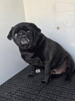 Pug Dogs Available for Adoption - Rocky | PetCurious