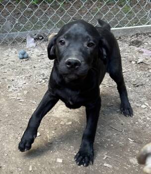German Shepherd Dog Dogs Available for Adoption in Pine Bluff, Arkansas - Winston | PetCurious