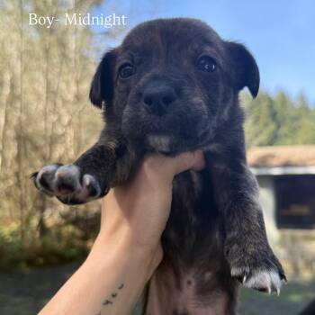 Border Collie Dogs Available for Adoption in Tacoma, Washington - Midnight | PetCurious
