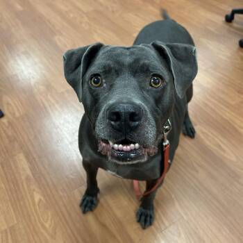 Zazu -  Mixed Breed Dog for Adoption in Cheyenne, Wyoming - Zazu | PetCurious