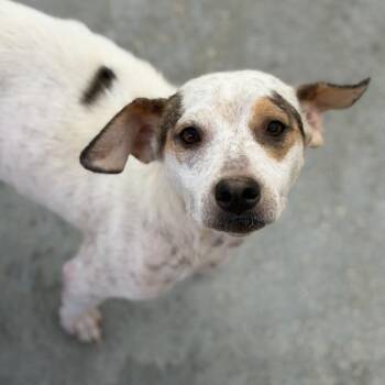 Chalk -  Spaniel and Terrier Dog for Adoption in San Diego, California - Chalk | PetCurious