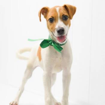 Rescue Mixed Breed Dogs for Adoption in Kailua-kona, Hawaii - Green Bean | PetCurious