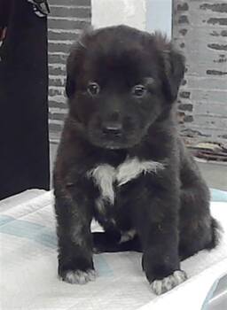 Rescue Labrador Retriever and Mixed Breed Dogs for Adoption in Houston, Texas - A2043152 | PetCurious