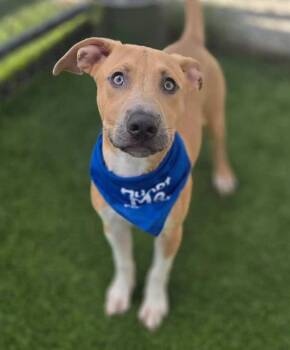 GAGE -  Mixed Breed Dog for Adoption in Columbia, South Carolina - GAGE | PetCurious