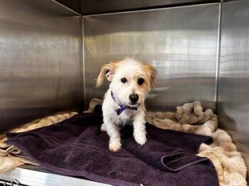 Cairn Terrier and Petit Basset Griffon Vendeen Dogs Available for Adoption - HARRY | PetCurious