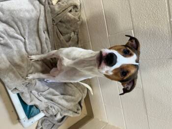 Snoopy -  American Foxhound and Pit Bull Terrier Dog for Adoption in Troy, Michigan - Snoopy | PetCurious