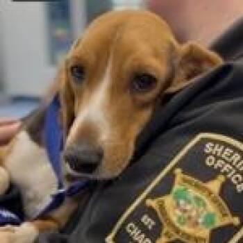 Hound Dogs Available for Adoption - Bravo | PetCurious