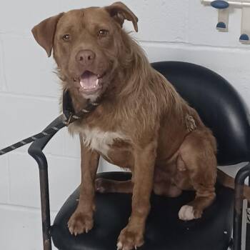 Falcor -  Wirehaired Terrier and American Staffordshire Terrier Dog for Adoption in Hattiesburg, Mississippi - Falcor | PetCurious
