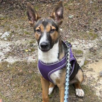 Mixed Breed Dogs Available for Adoption in Fort Bragg, California - Louie | PetCurious