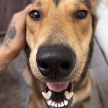 Rue -  German Shepherd Dog and Siberian Husky Dog for Adoption in Bristol, Indiana - Rue | PetCurious