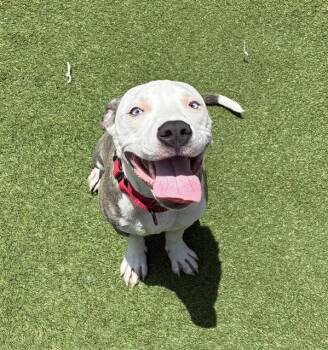 ARIAT -  Pit Bull Terrier and Mixed Breed Dog for Adoption in Sarasota, Florida - ARIAT | PetCurious