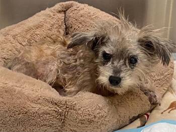 SCULLY -  Cairn Terrier and Poodle Dog for Adoption in Tustin, California - SCULLY | PetCurious