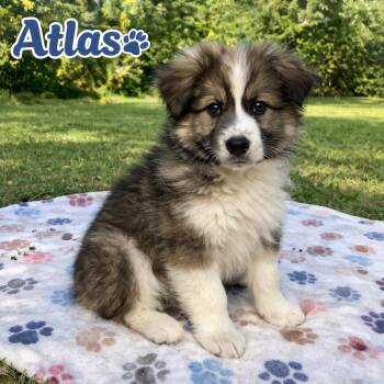 Australian Shepherd and Great Pyrenees Dogs Available for Adoption in Horn Lake, Mississippi - Atlas - Fluff Brothers | PetCurious