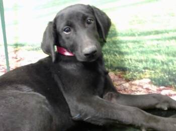 Rescue Labrador Retriever and Mixed Breed Dogs for Adoption in Moreno Valley, California - STARLA | PetCurious