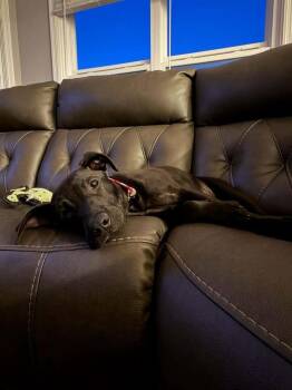 Labrador Retriever Dogs Available for Adoption in Overland Park, Kansas - Tiny Tornado - Fostered In Omaha | PetCurious