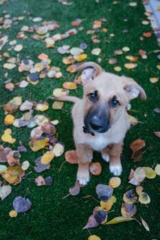 Rescue Shepherd Dogs for Adoption in Jackson, Wyoming - Goat | PetCurious