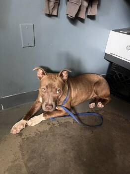ALANA -  American Staffordshire Terrier and Mixed Breed Dog for Adoption in Tallahassee, Florida - ALANA | PetCurious