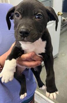 Mixed Breed Dogs Available for Adoption - Caper 2 Months Male Ava 4/15 | PetCurious