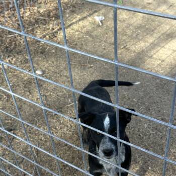 BOOTS -  Australian Cattle Dog Blue Heeler and Airedale Terrier Dog for Adoption in Dubois, Wyoming - BOOTS | PetCurious