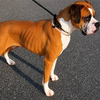 Claire (Cuca) -  Boxer Dog for Adoption in Woodinville, Washington - Claire (Cuca) | PetCurious