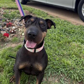 Rescue Shar Pei and Rat Terrier Dogs for Adoption in Oklahoma City, Oklahoma - Dot Pei | PetCurious