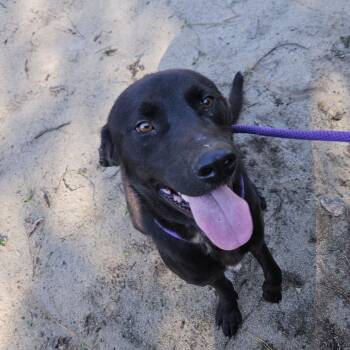Rescue Mixed Breed and Black Labrador Retriever Dogs for Adoption in Claxton, Georgia - Gunner | PetCurious