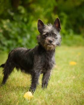 SALVADOR DOGI (0721) -  Terrier Dog for Adoption in Bridgeport, Connecticut - SALVADOR DOGI (0721) | PetCurious