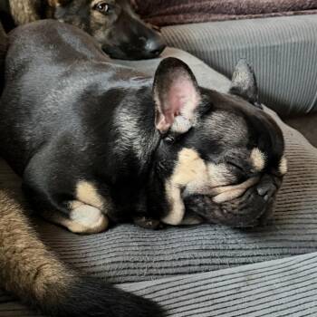Vivienne -  French Bulldog Dog for Adoption in Sinking Spring, Pennsylvania - Vivienne | PetCurious