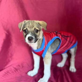 Artreus -  Chihuahua and Mixed Breed Dog for Adoption in Washington, District Of Columbia - Artreus | PetCurious
