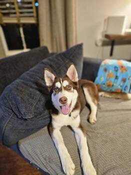 Siberian Husky Dogs Available for Adoption - S
