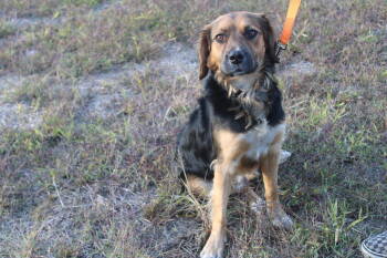 Rescue Shepherd and Golden Retriever Dogs for Adoption in Chapel Hill, North Carolina - Archie | PetCurious