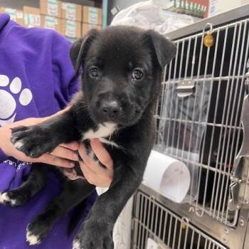 Pit Bull Terrier Dogs Available for Adoption in East St. Louis, Illinois - Ibiza | PetCurious